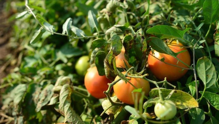 Datça’da güz domatesi hasadı başladı