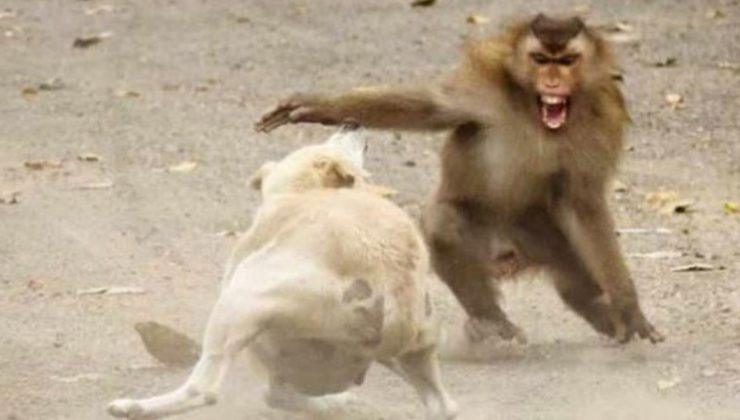 Yavrularının intikamını almak isteyen maymunlardan kanlı baskın: 250 köpek öldü